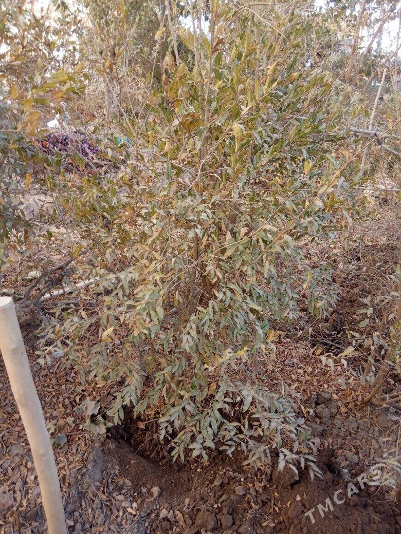 Nar agaç nahal - Daşoguz - img 4