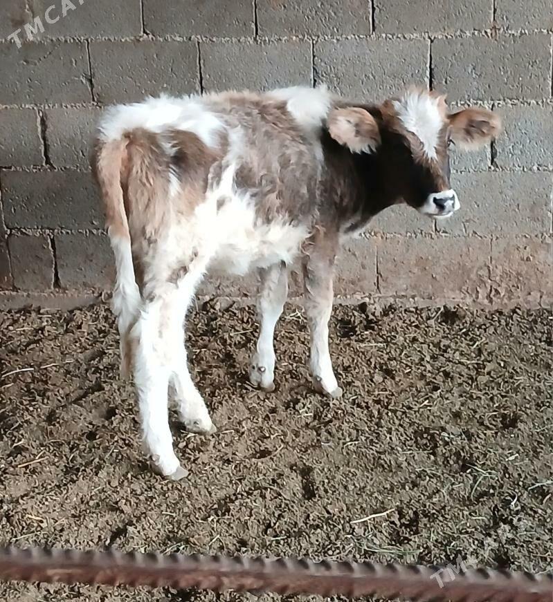 TUWE - Гёкдепе - img 3