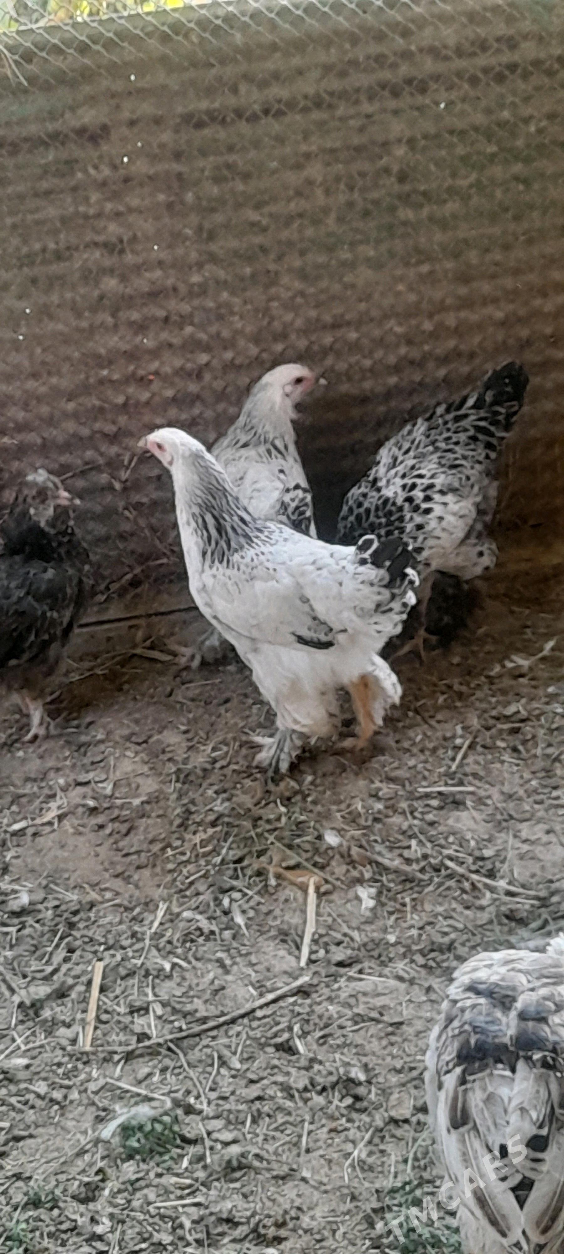 brama - Бахарден - img 3