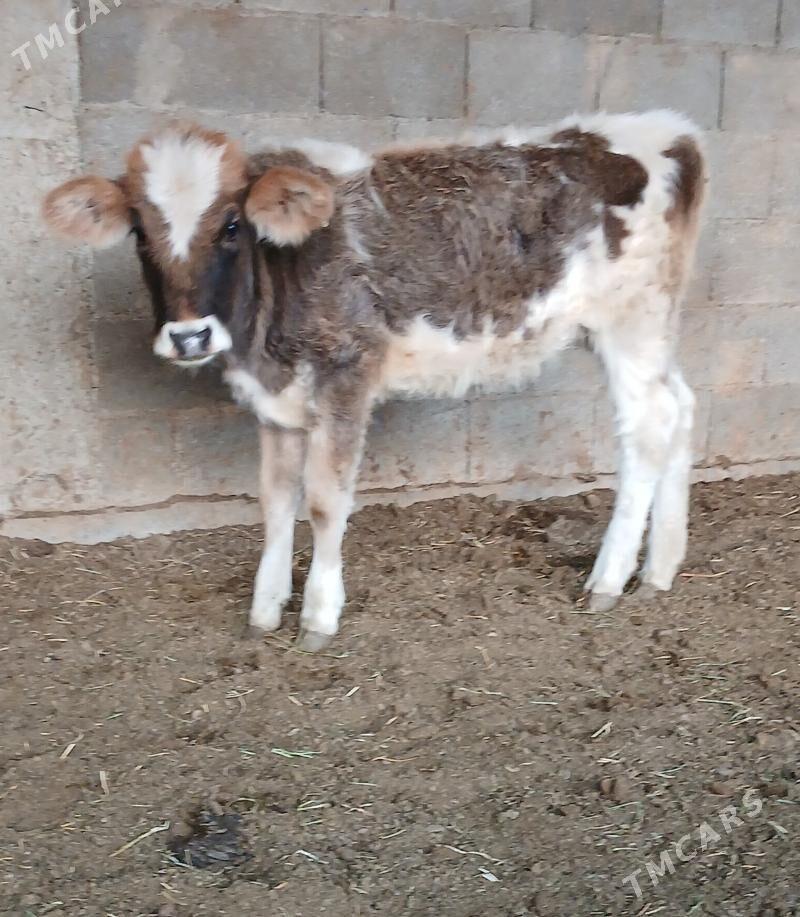 TUWE - Гёкдепе - img 5