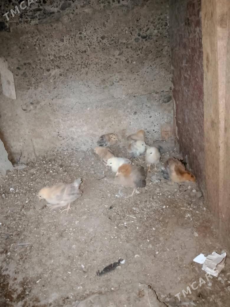 Türkmen jüje - Gypjak - img 2