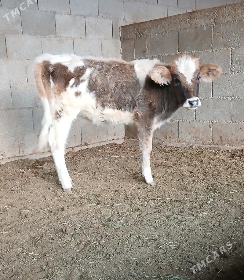 TUWE - Гёкдепе - img 4