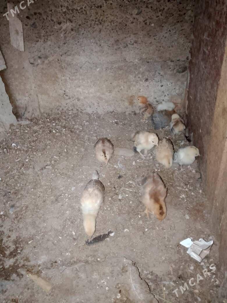 Türkmen jüje - Gypjak - img 1