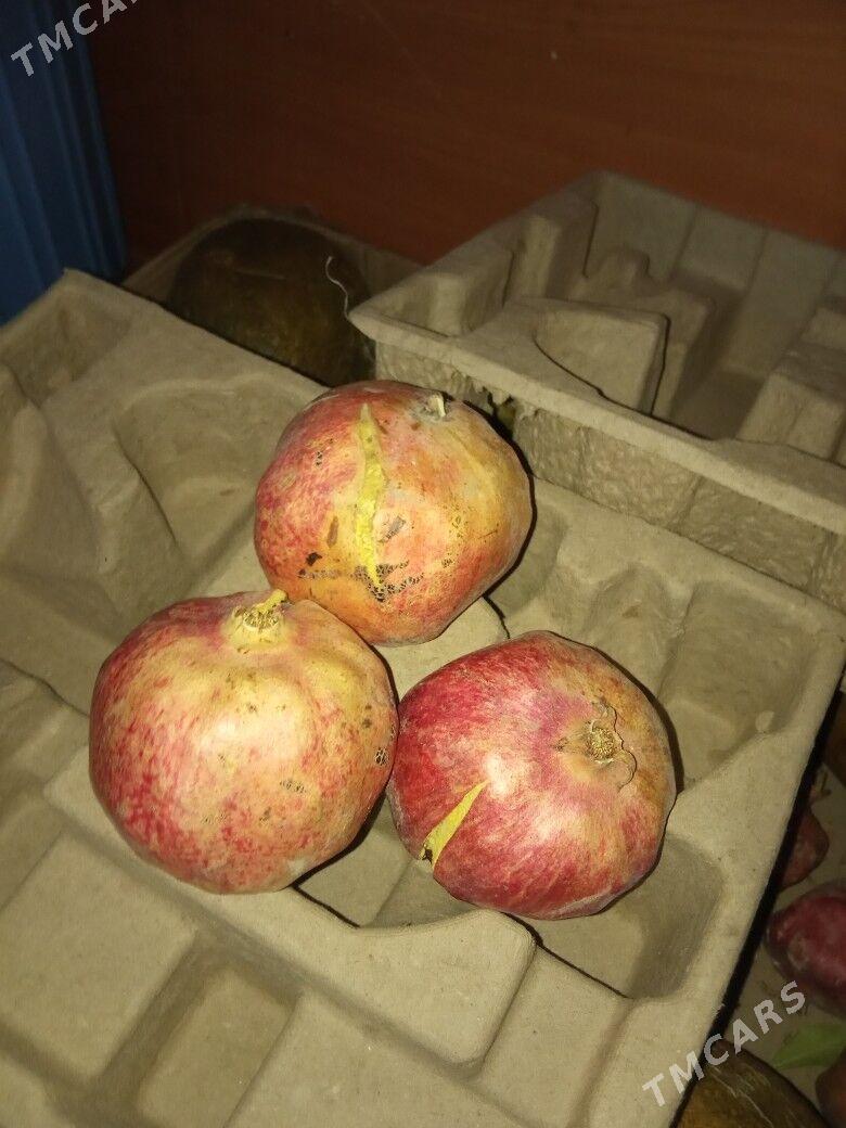 Nar agaç nahal - Daşoguz - img 2