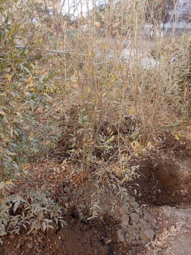 Nar agaç nahal - Daşoguz - img 3