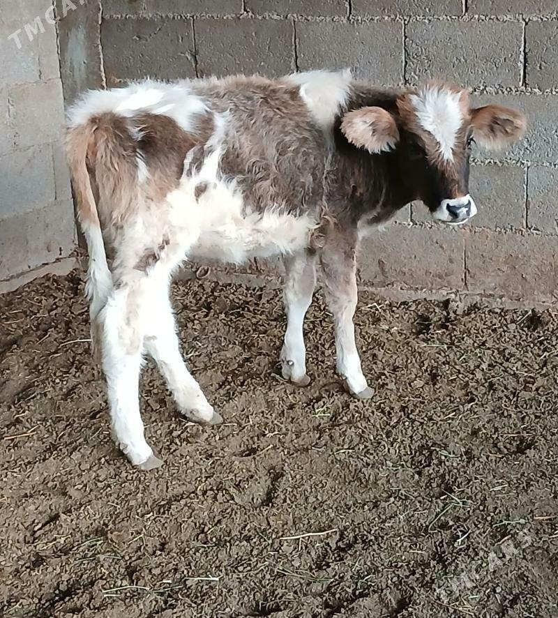 TUWE - Гёкдепе - img 2