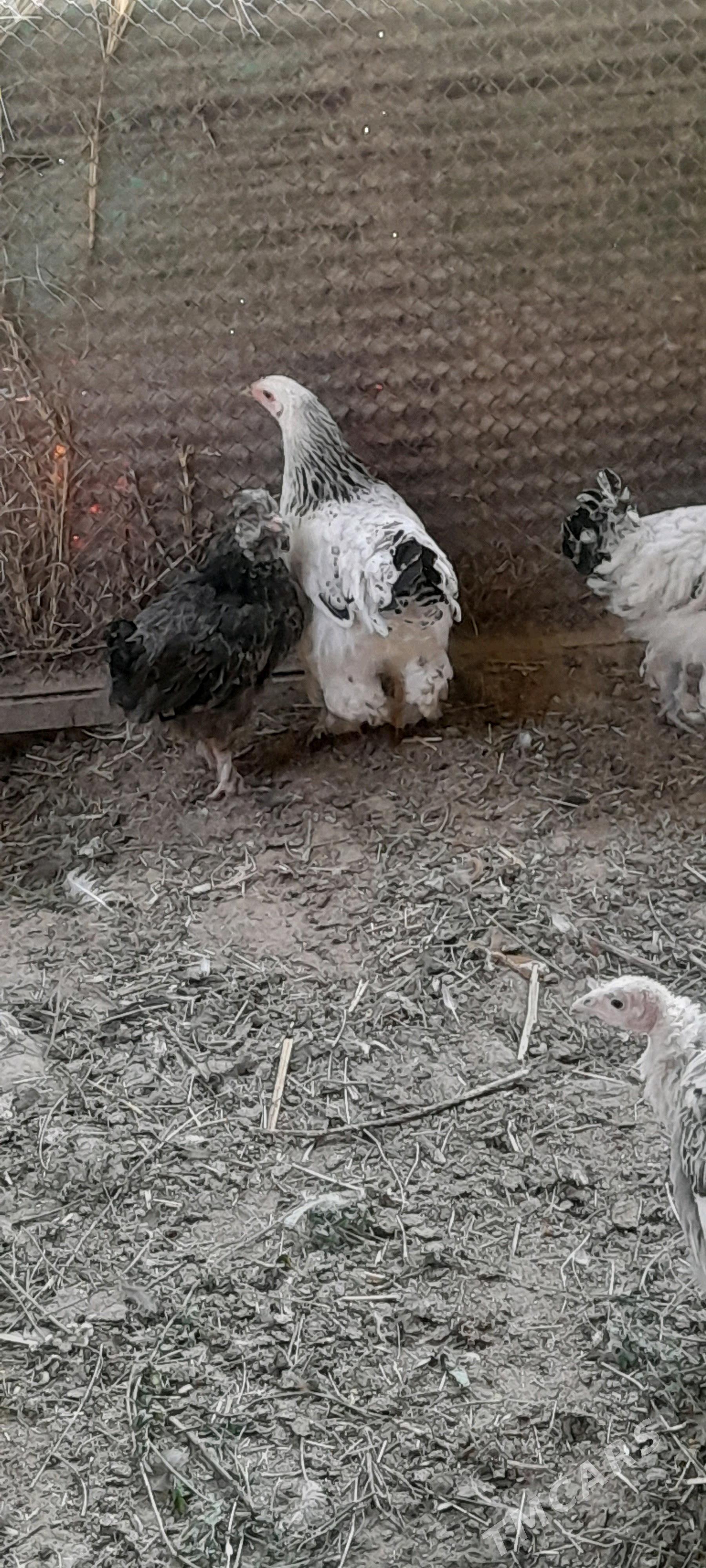 brama - Бахарден - img 2