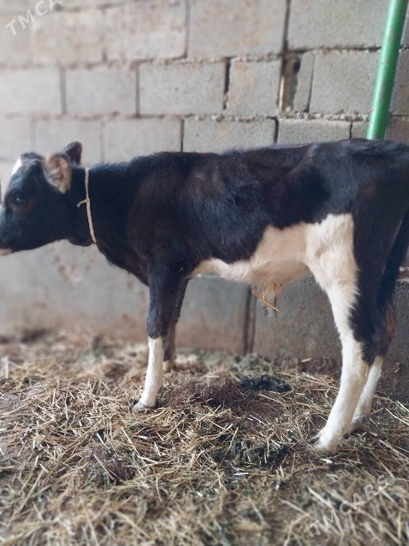 Okuz 4 aylyk - Гёкдепе - img 1