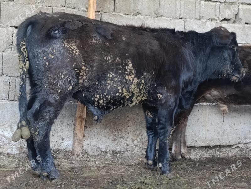 Okuz - Ашхабад - img 2