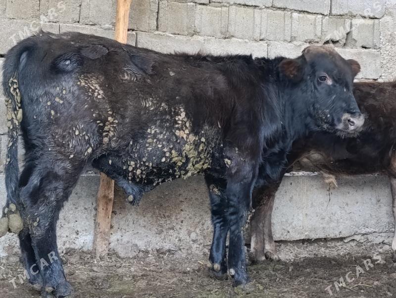 Okuz - Ашхабад - img 1