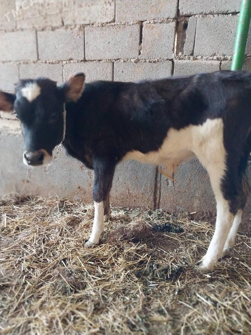 Okuz 4 aylyk - Гёкдепе - img 2