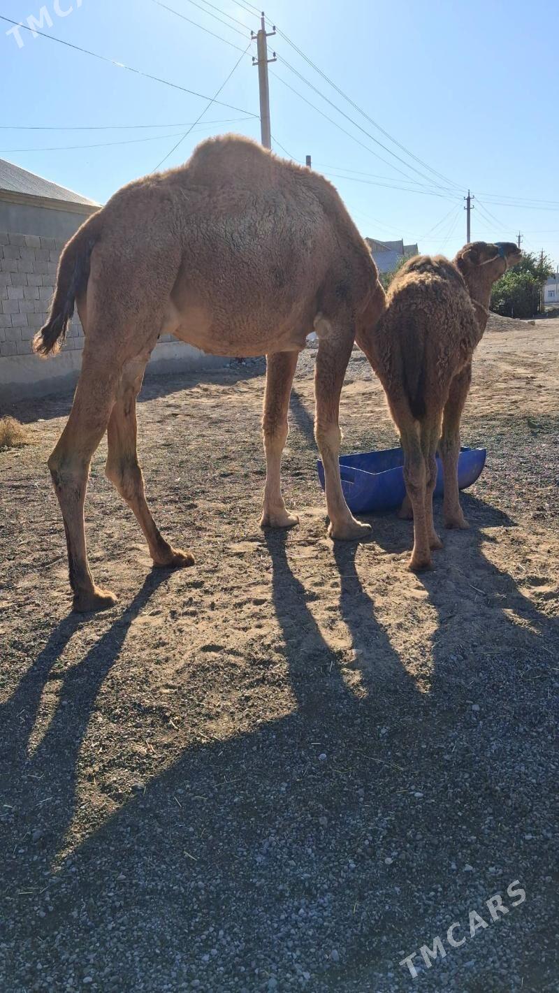 Duye Torly - Джебел - img 6