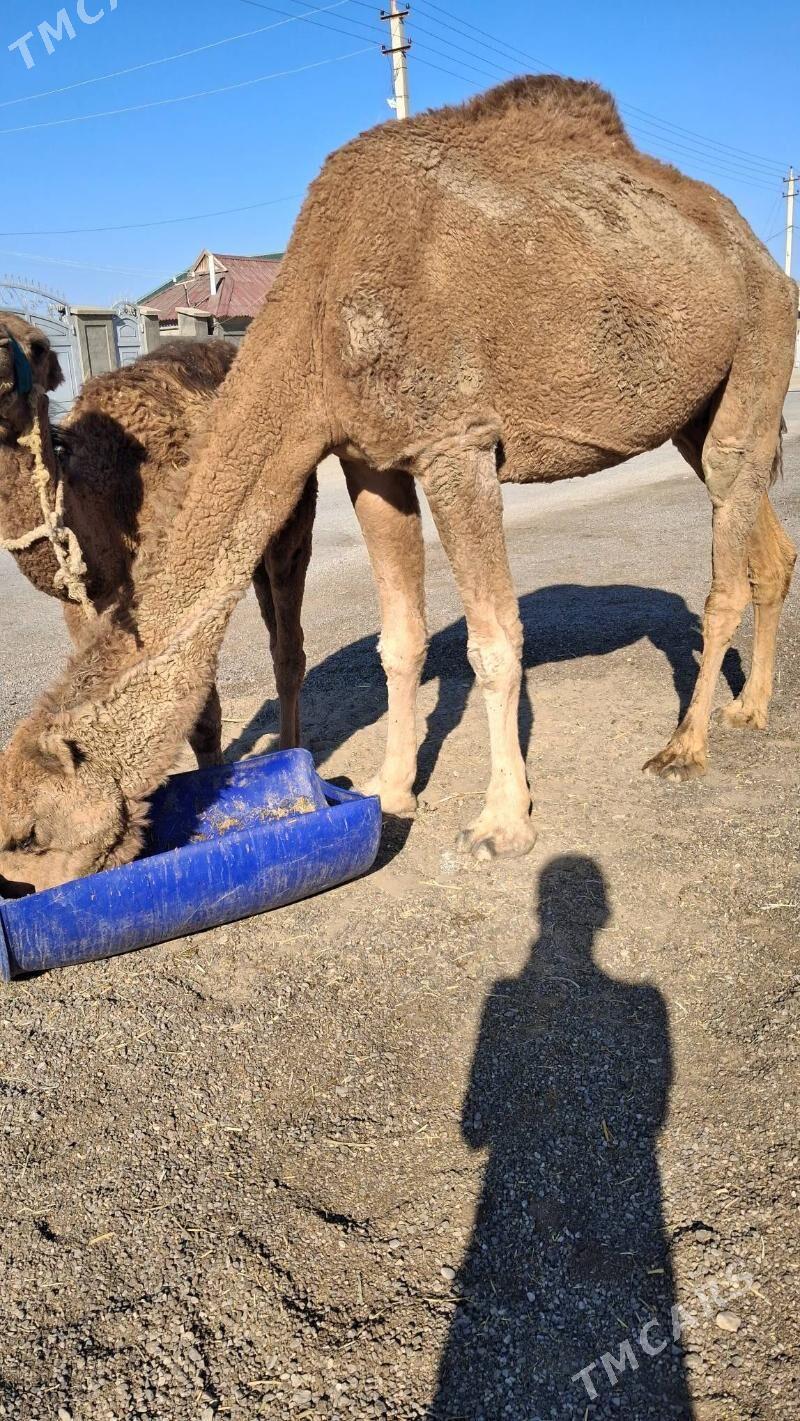 Duye Torly - Джебел - img 4