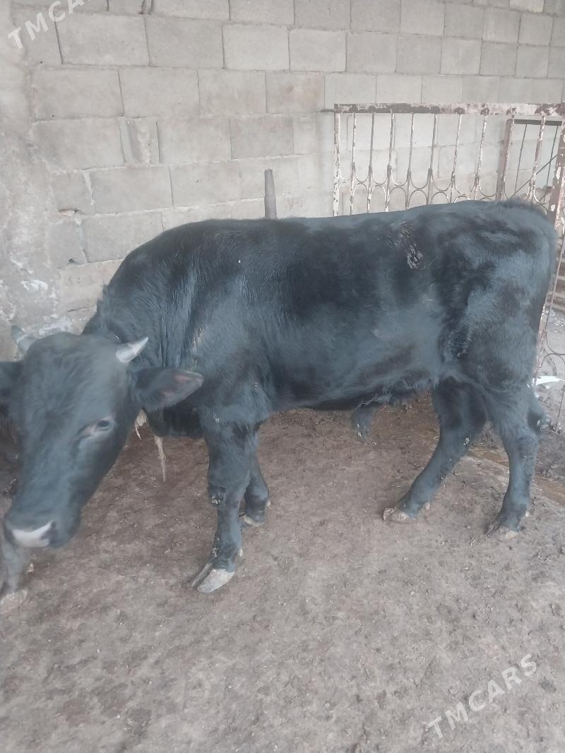 oküz - Шор дача - img 7