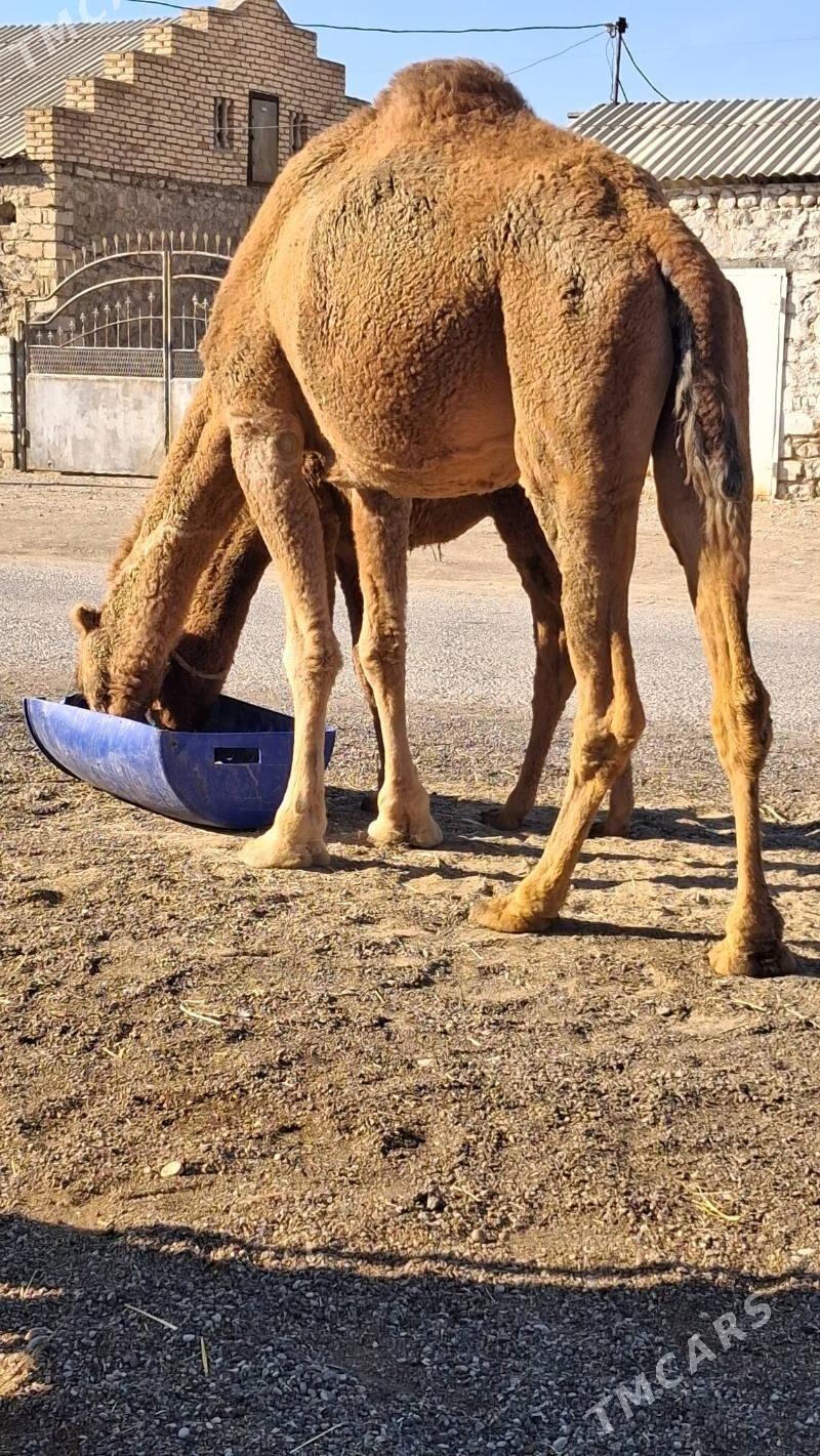 Duye Torly - Джебел - img 3