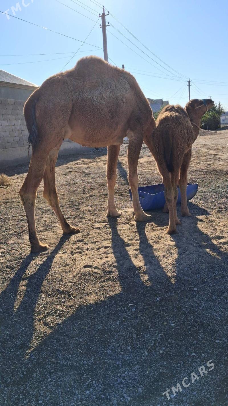 Duye Torly - Джебел - img 2