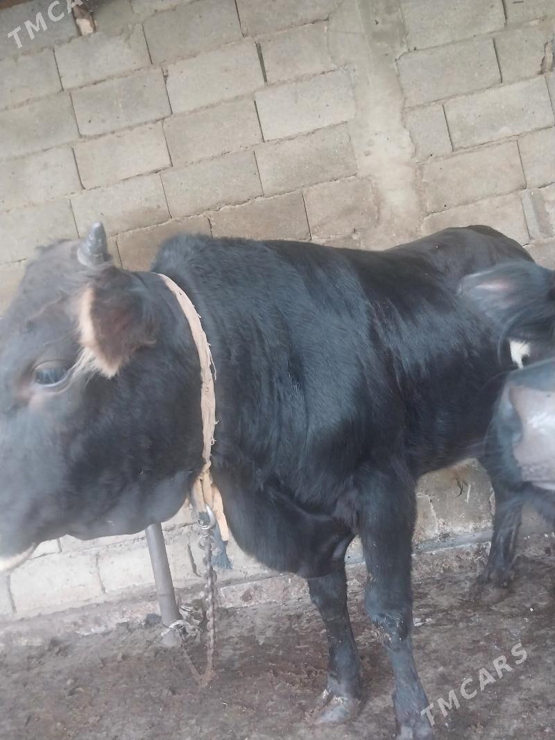 oküz - Шор дача - img 1