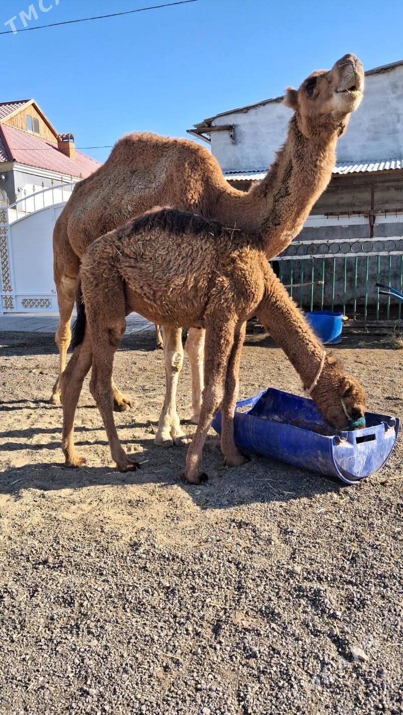 Duye Torly - Джебел - img 5