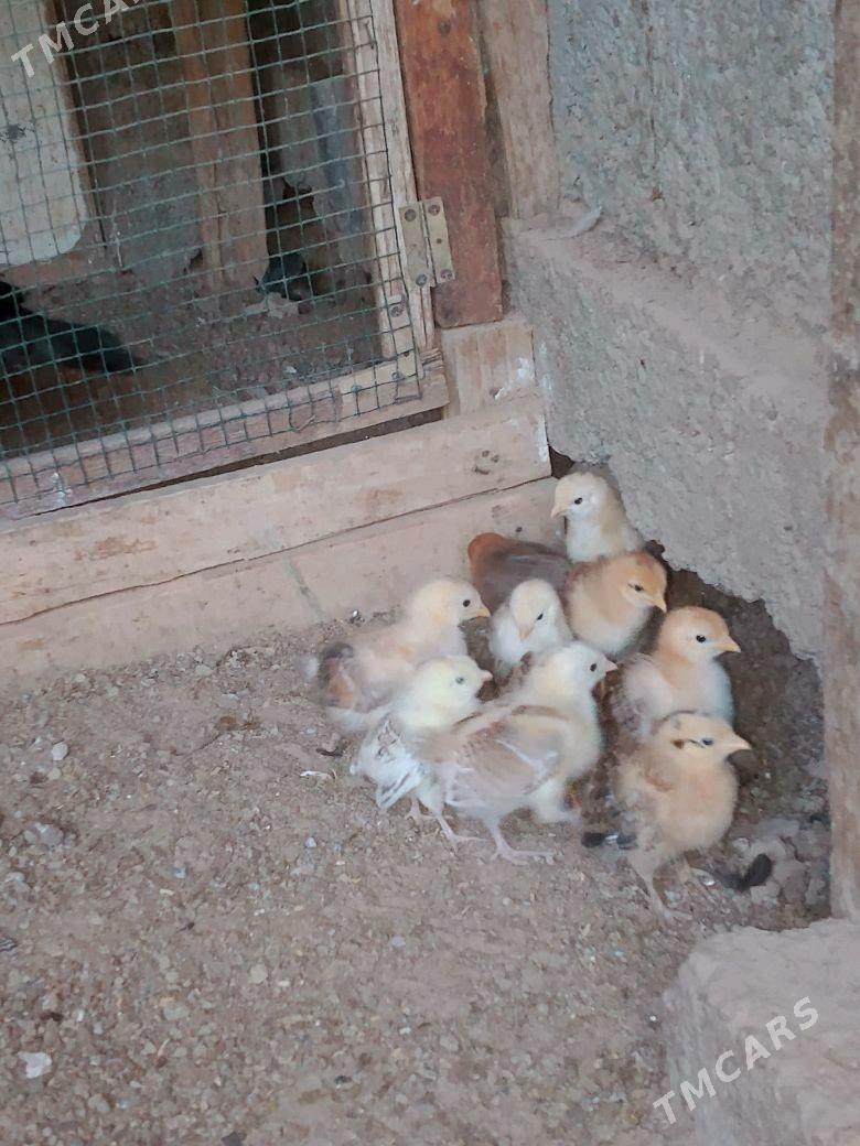 Türkmen jüje - Gypjak - img 3