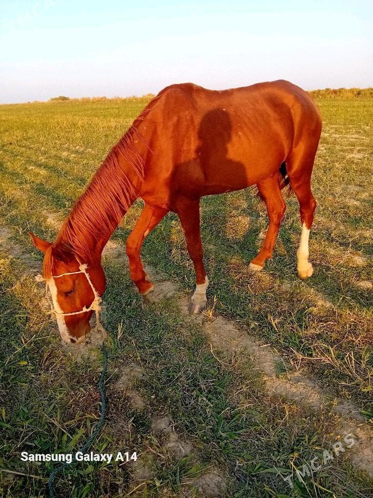 At - Бахарден - img 2