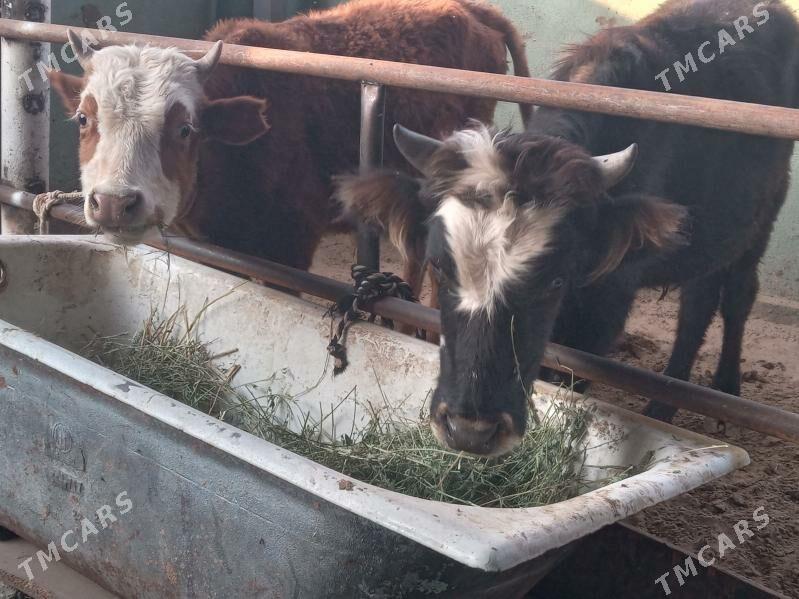 2.okiz - Büzmeýin - img 3