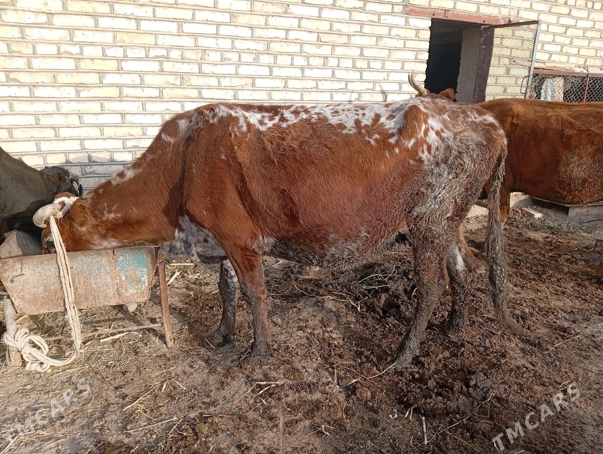 gysyr sygyr - Sakarçäge - img 2