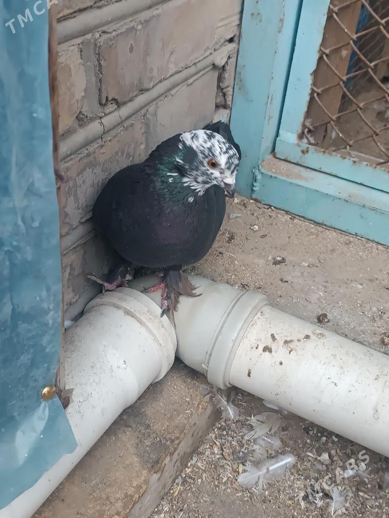 Kepderi - Mary - img 4