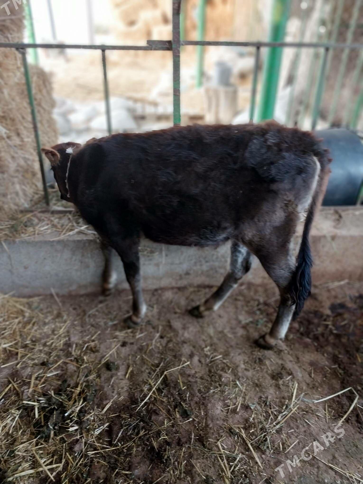 Tuwe - Гёкдепе - img 2