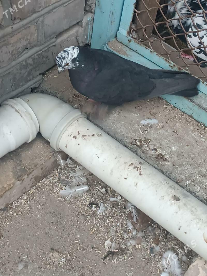 Kepderi - Mary - img 5