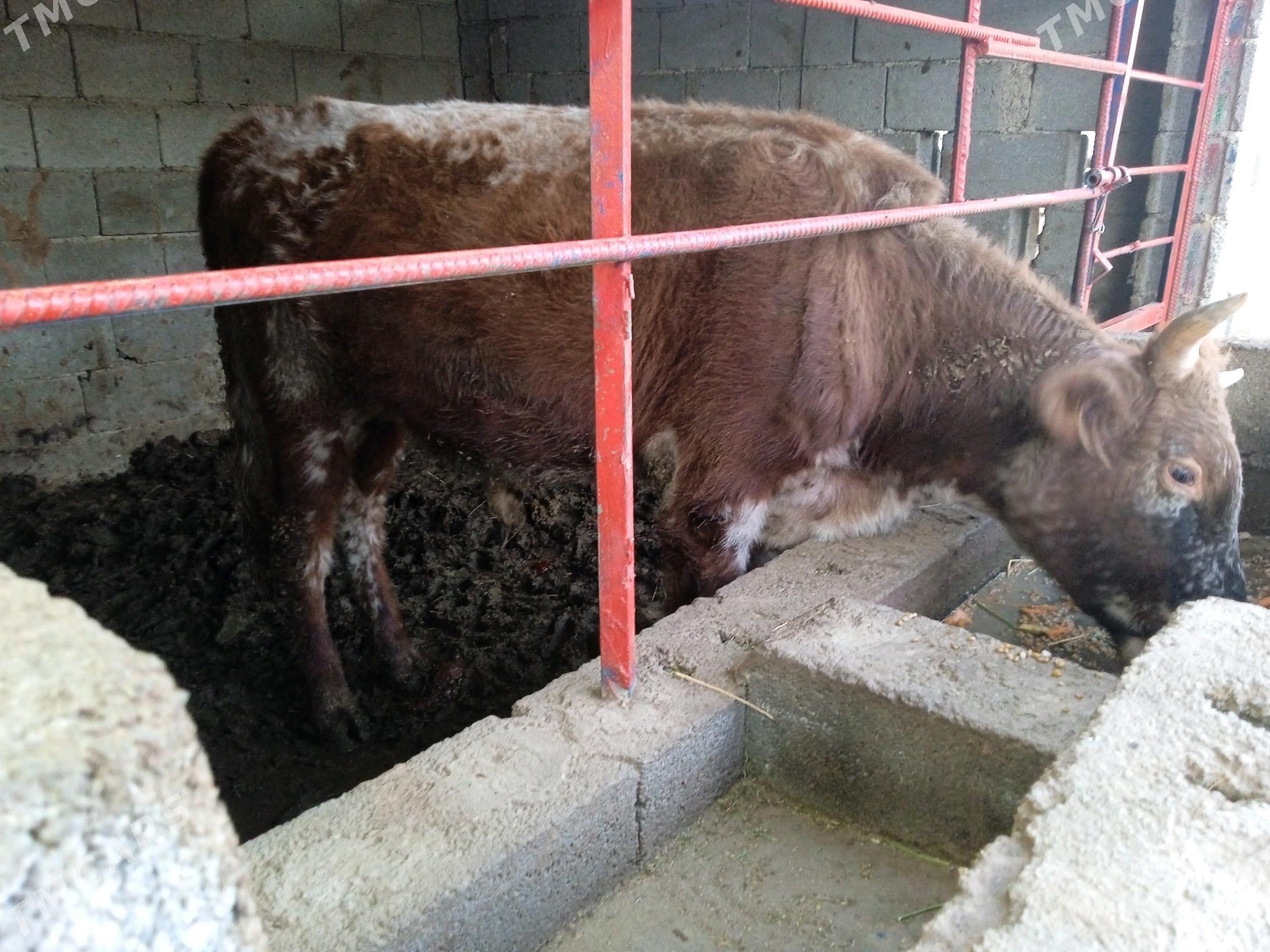 öküz okuz - Кипджак - img 3