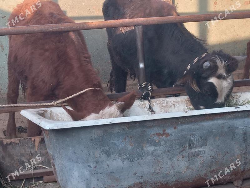 2.okiz - Büzmeýin - img 2