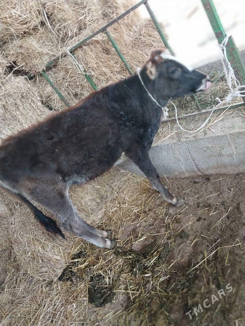 Tuwe - Гёкдепе - img 3