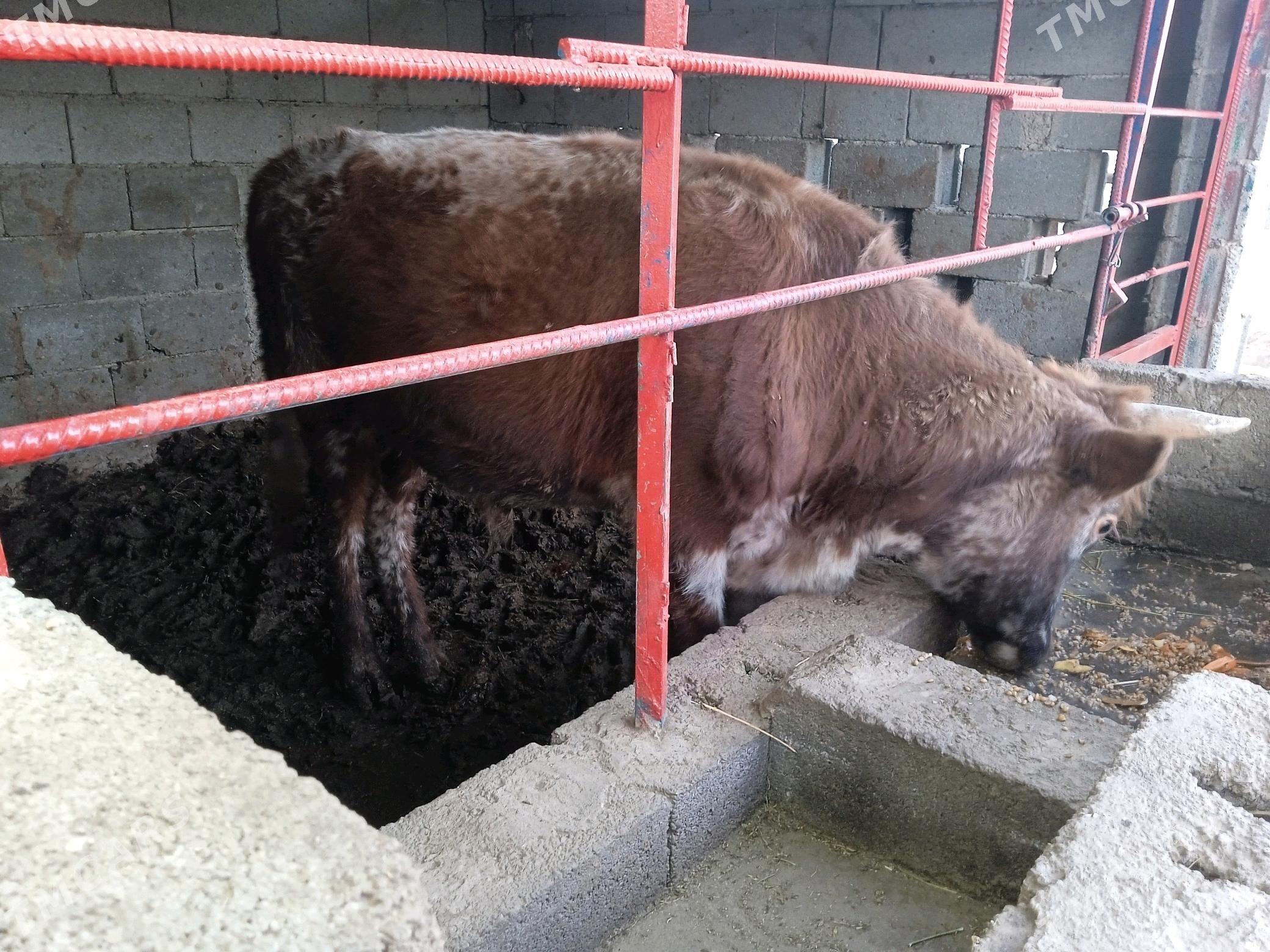 öküz okuz - Кипджак - img 2