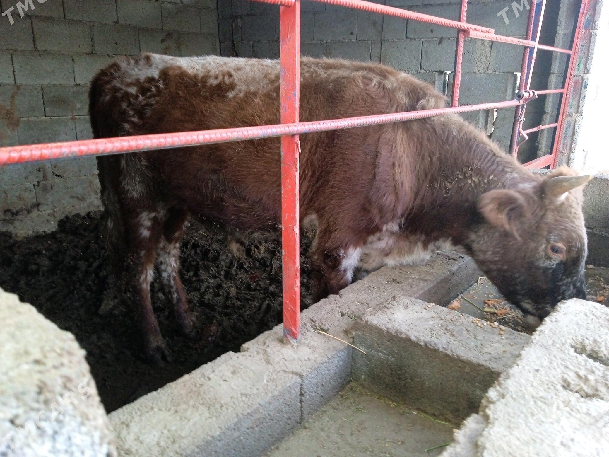 öküz okuz - Кипджак - img 1