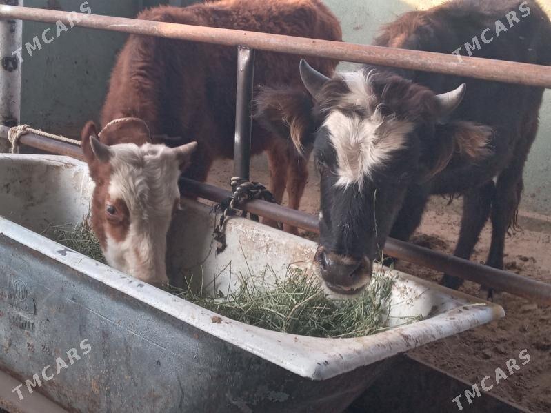 2.okiz - Büzmeýin - img 1