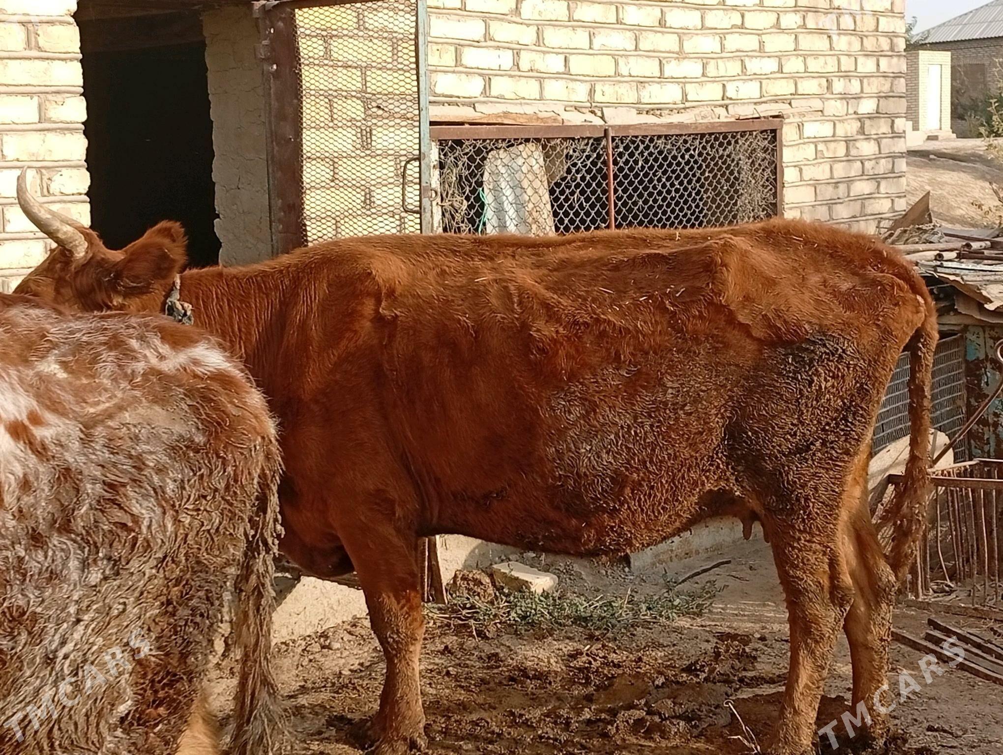 gysyr sygyr - Sakarçäge - img 3