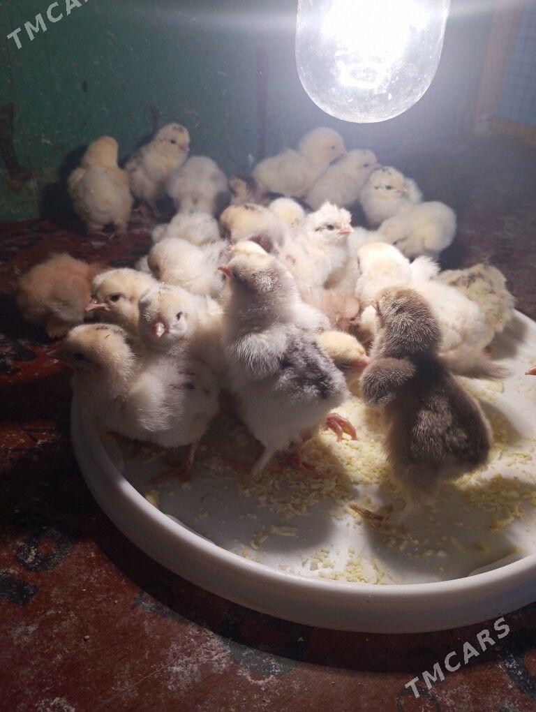 brama jüje - Тязе заман - img 2