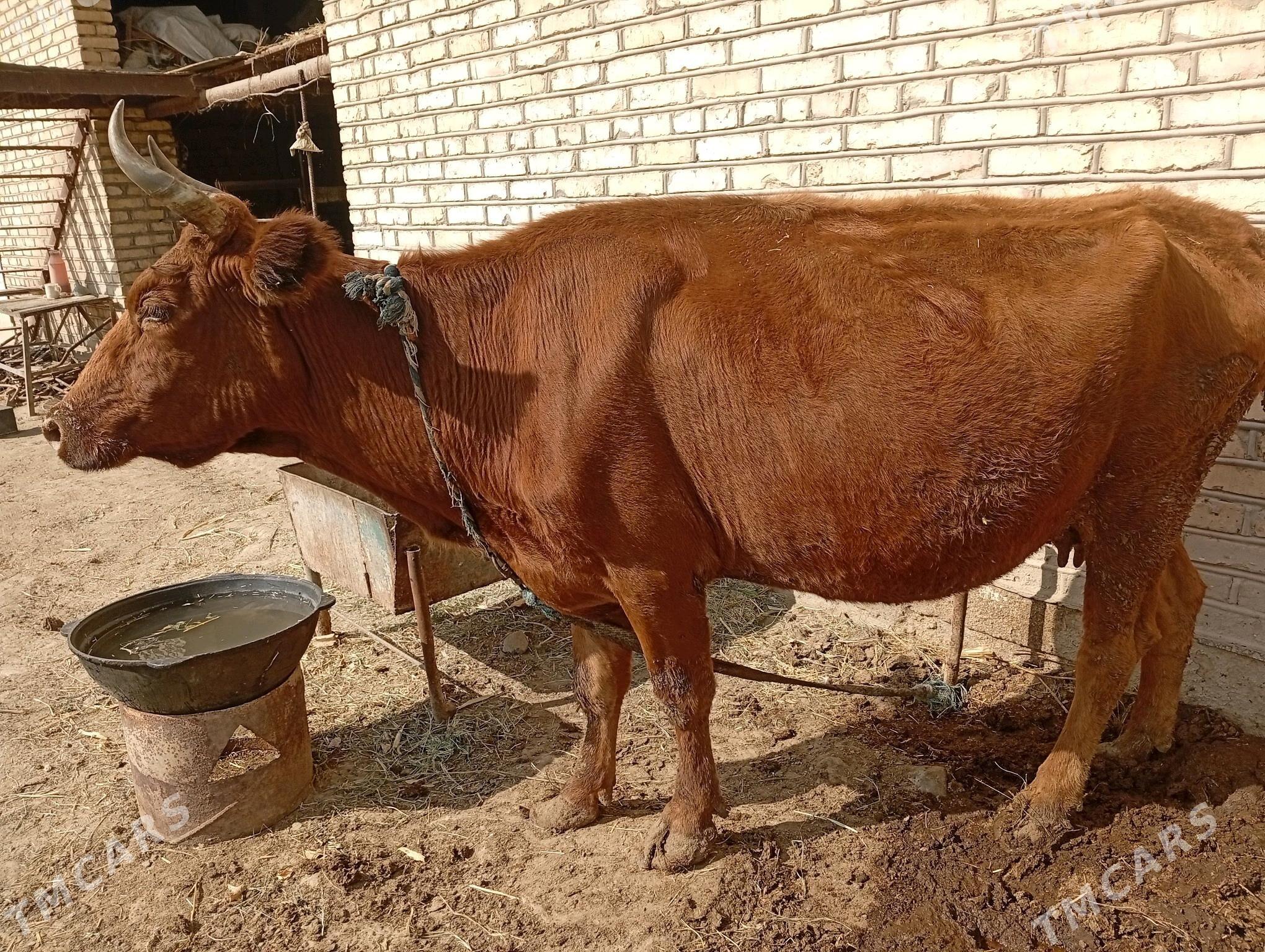 gysyr sygyr - Sakarçäge - img 4