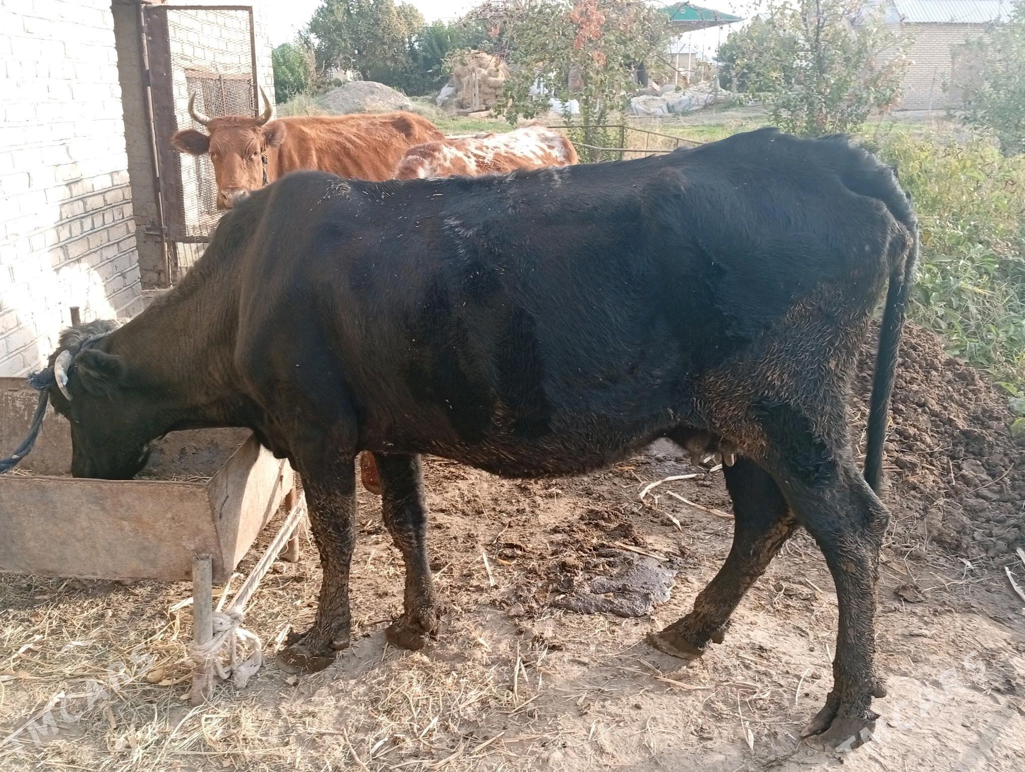 gysyr sygyr - Sakarçäge - img 5