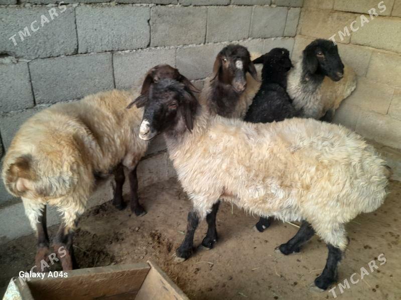 goyun - Babadaýhan - img 1