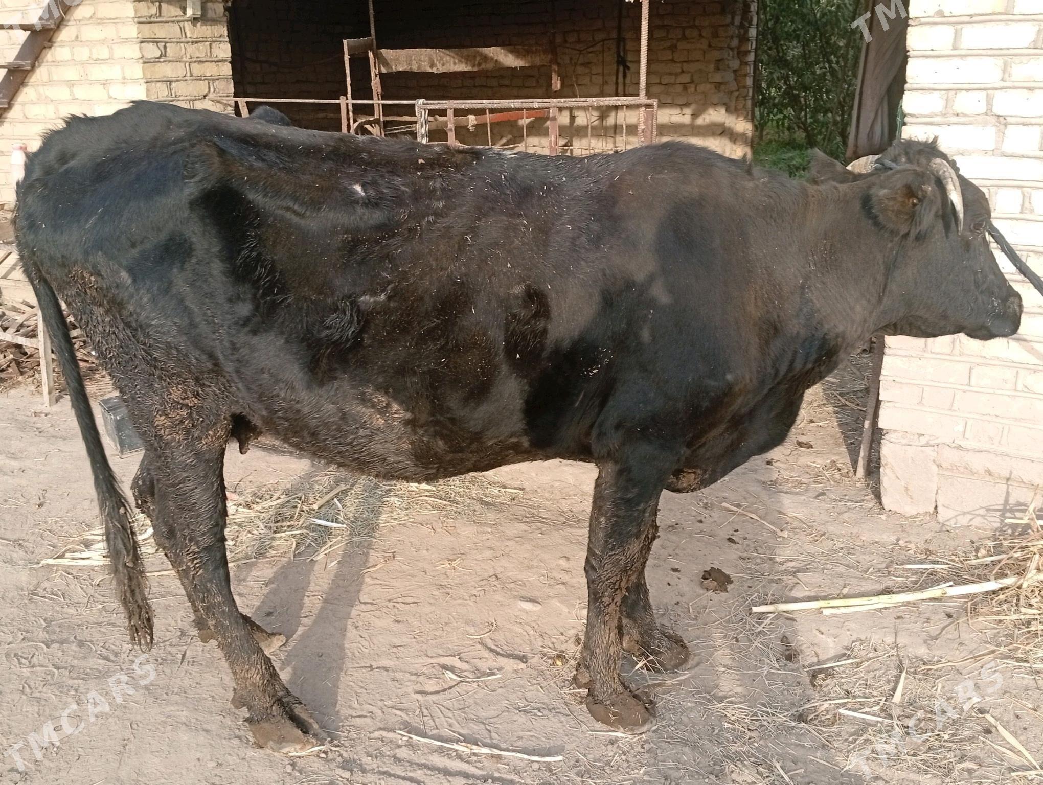 gysyr sygyr - Sakarçäge - img 6