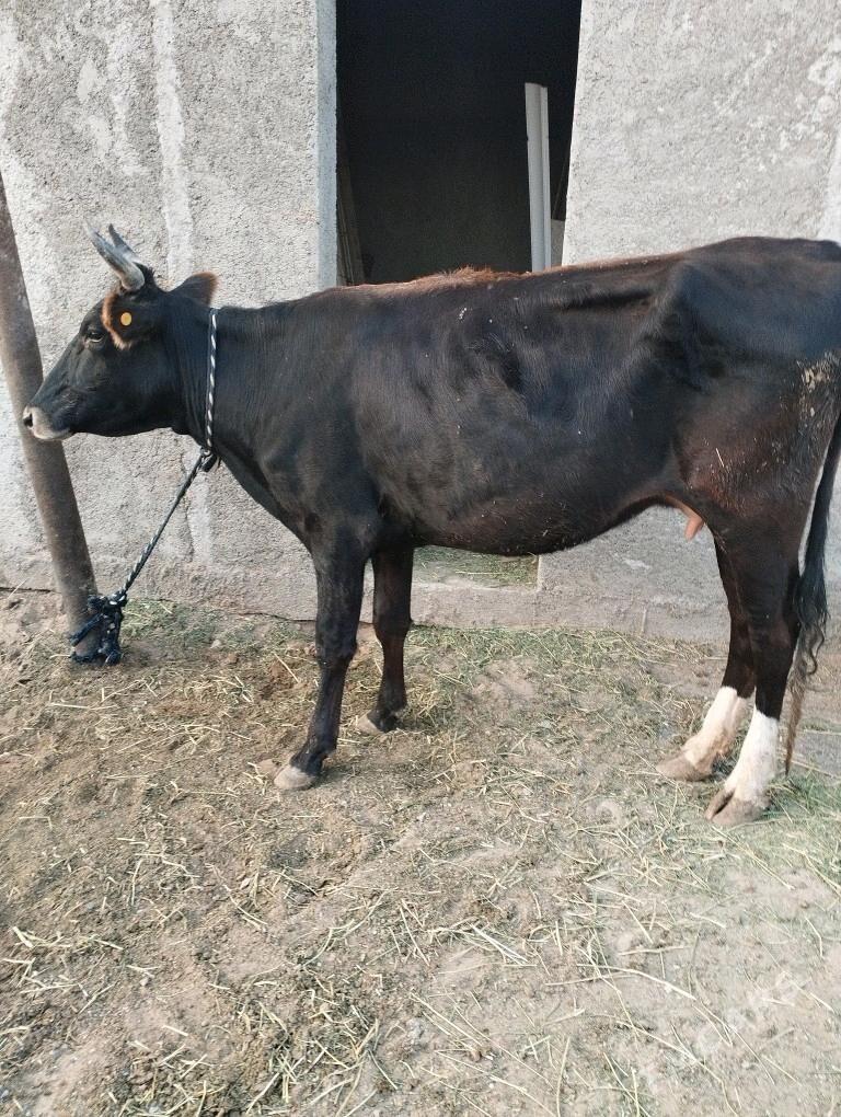 sygyr - Ашхабад - img 3