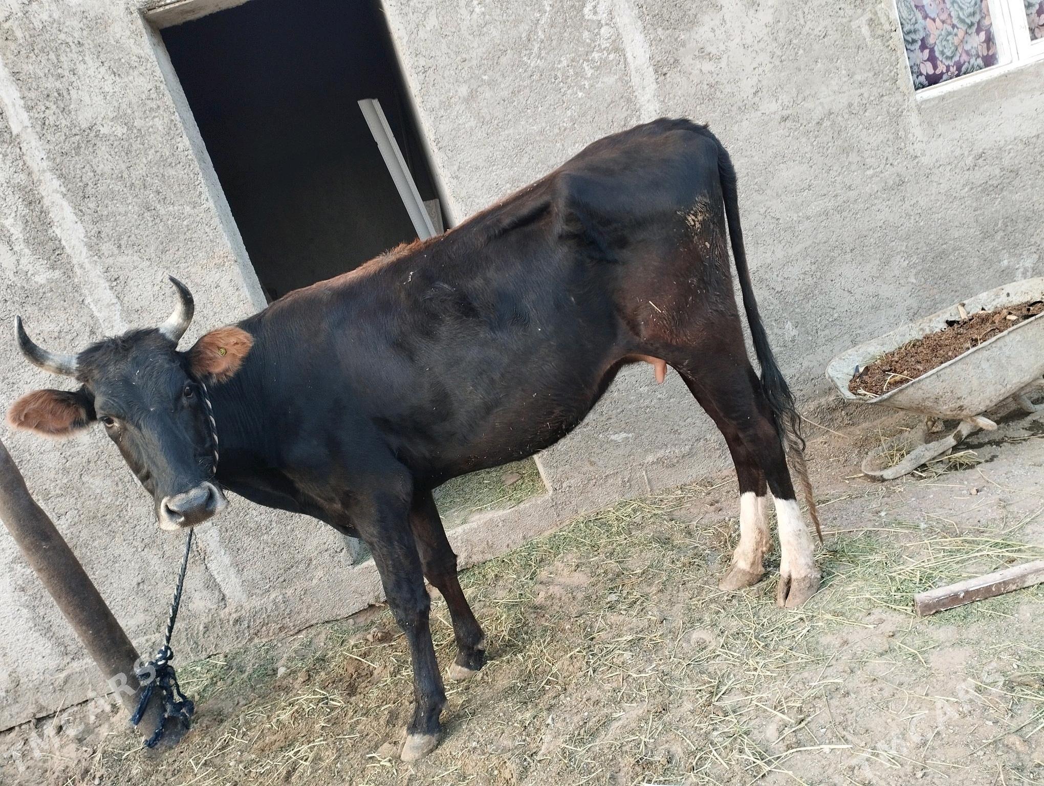 sygyr - Ашхабад - img 2