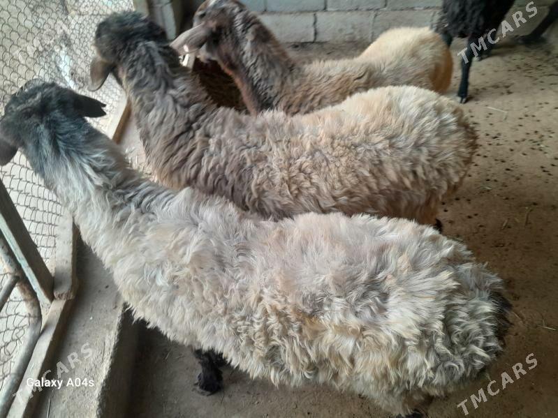 goyun - Babadaýhan - img 2