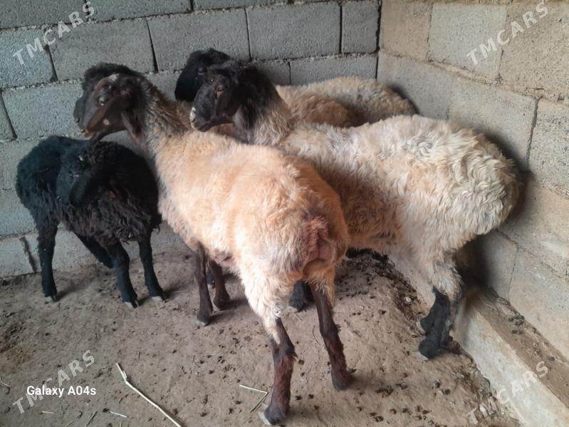 goyun - Babadaýhan - img 3