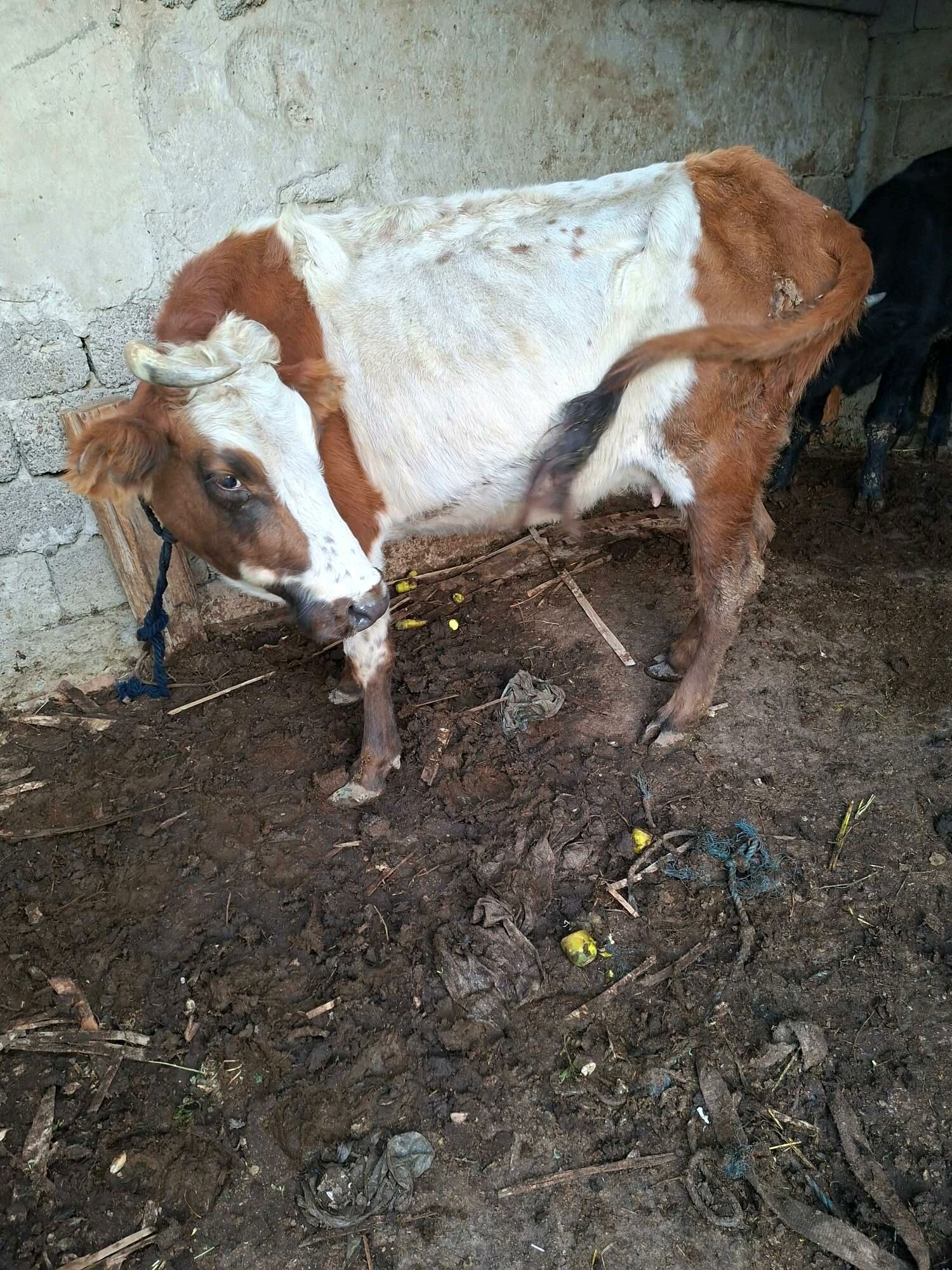 gysyr sygyr - Гарадамак Шор - img 3