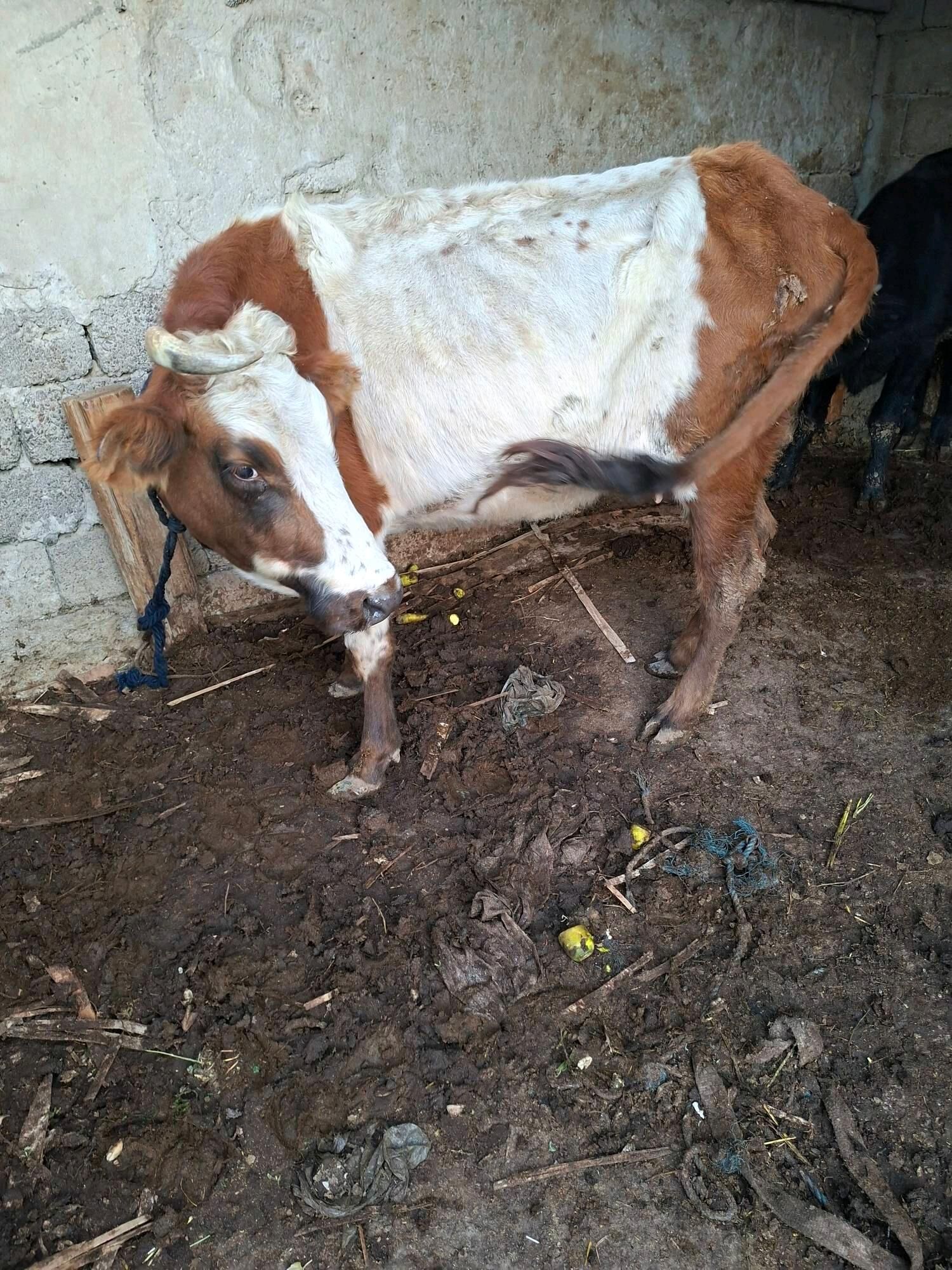 gysyr sygyr - Гарадамак Шор - img 4