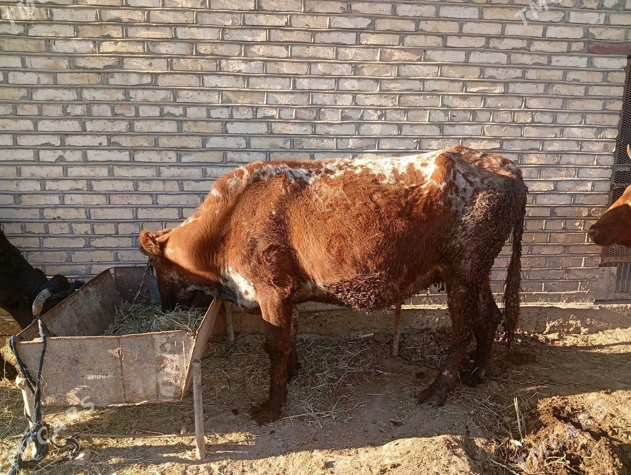 gysyr sygyr - Sakarçäge - img 7