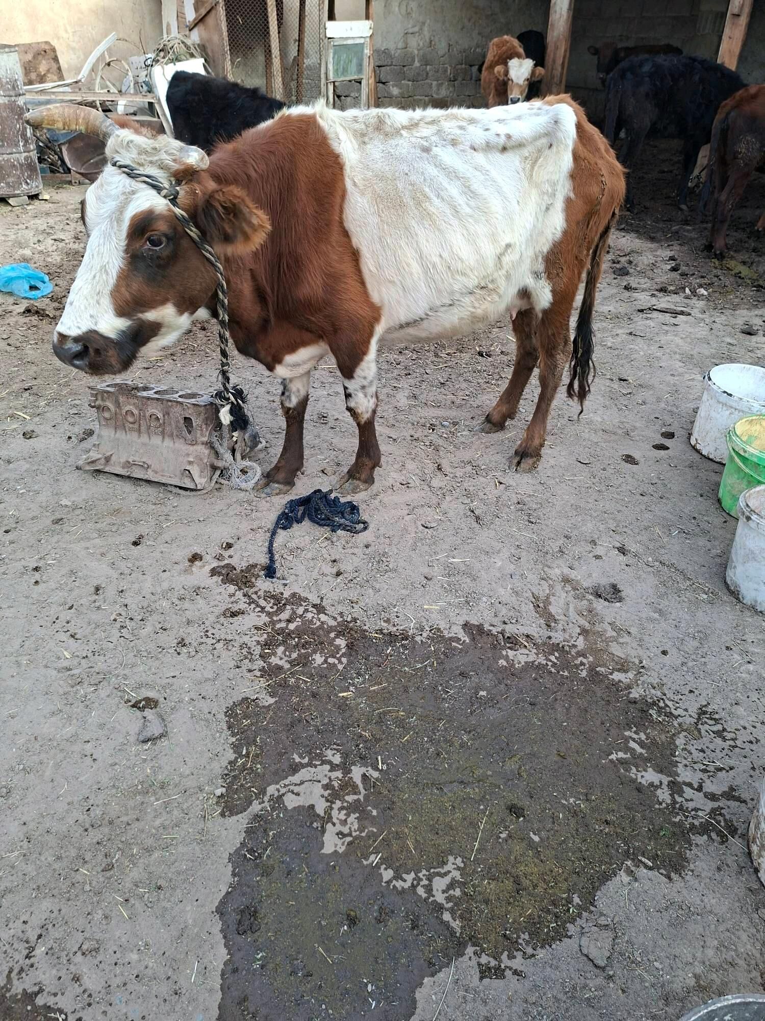 gysyr sygyr - Гарадамак Шор - img 2