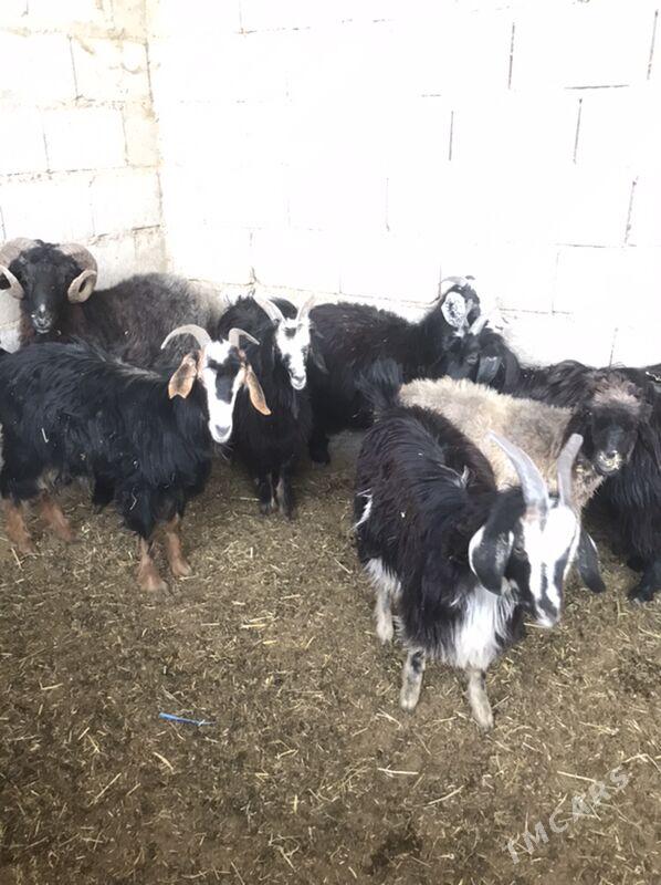 çewiš - Bäherden - img 2